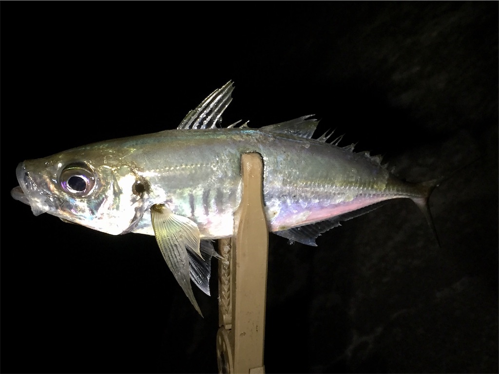 f:id:esojima3:20190421075229j:image