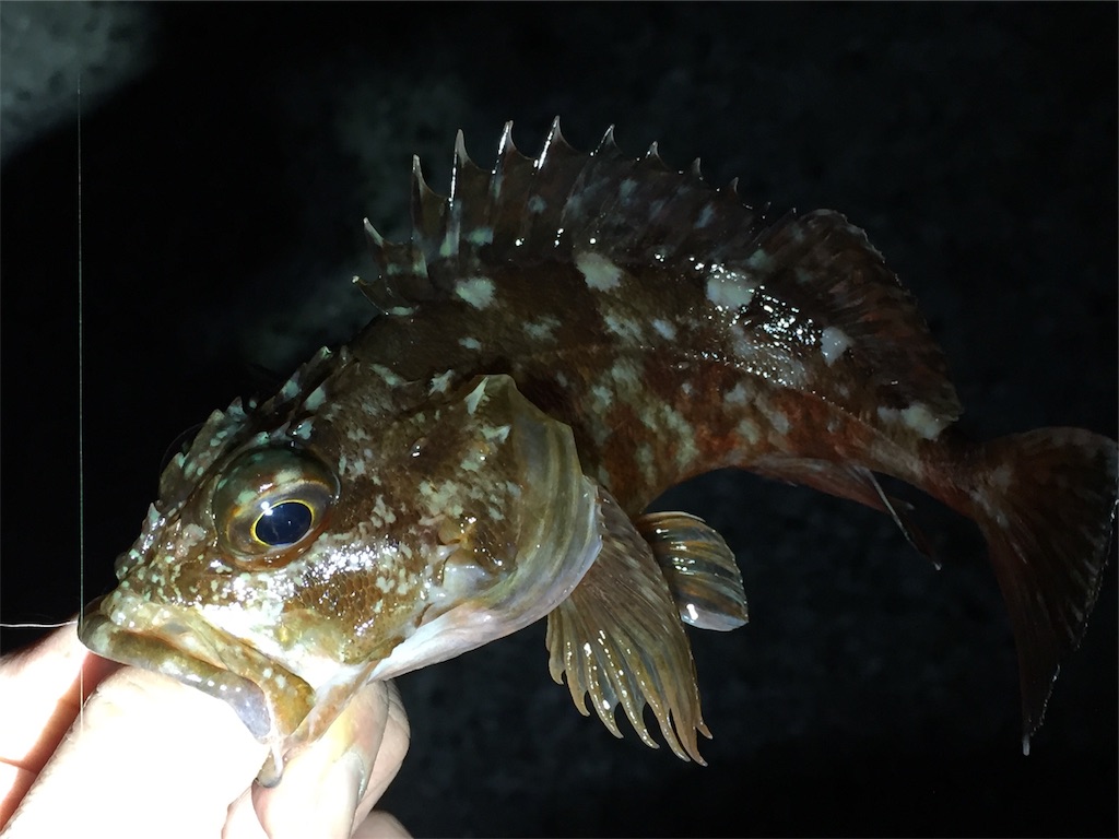 f:id:esojima3:20190421095724j:image