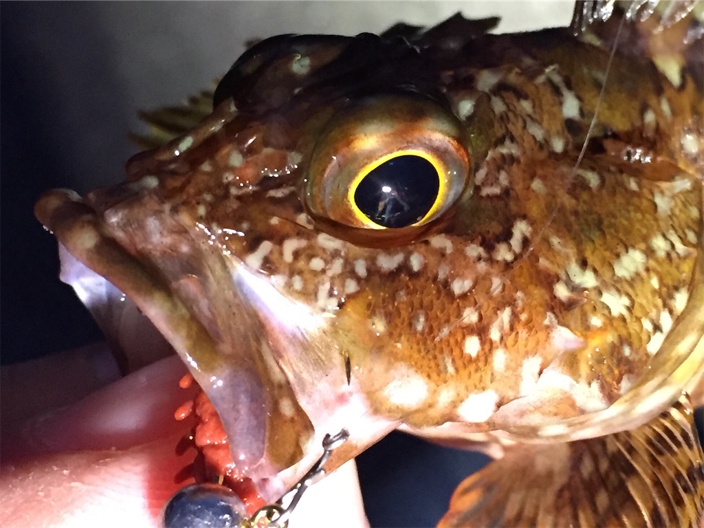 f:id:esojima3:20190421100640j:image