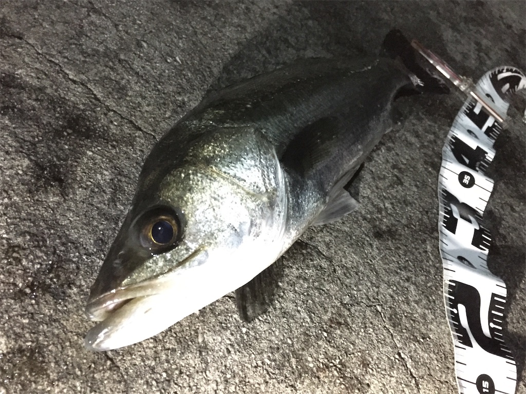 f:id:esojima3:20190421102003j:image