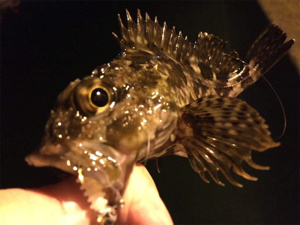 f:id:esojima3:20190423064956j:image f:id:esojima3:20190423064956j:image