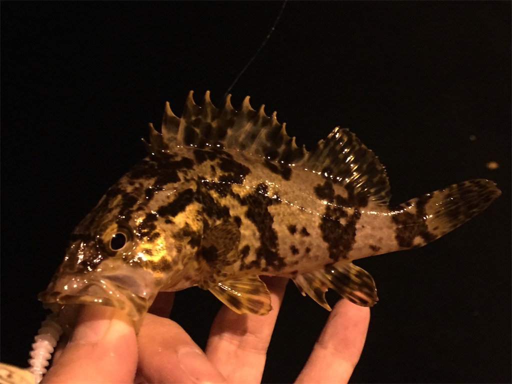 f:id:esojima3:20190424232605j:image