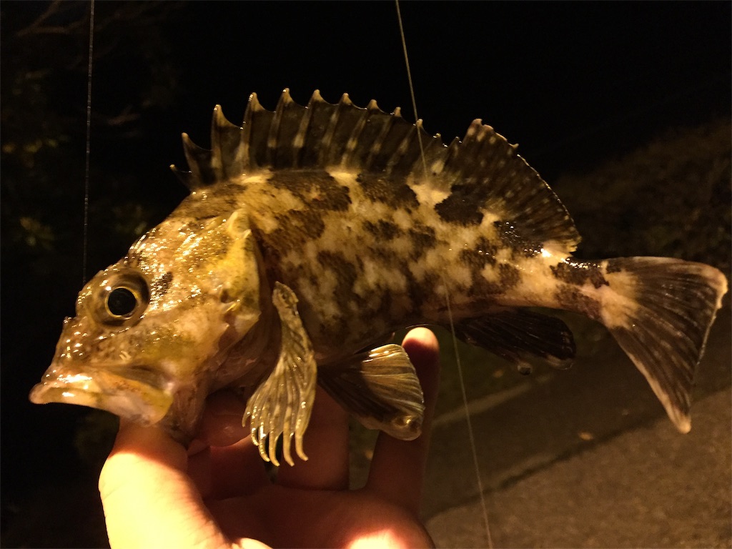 f:id:esojima3:20190424232709j:image
