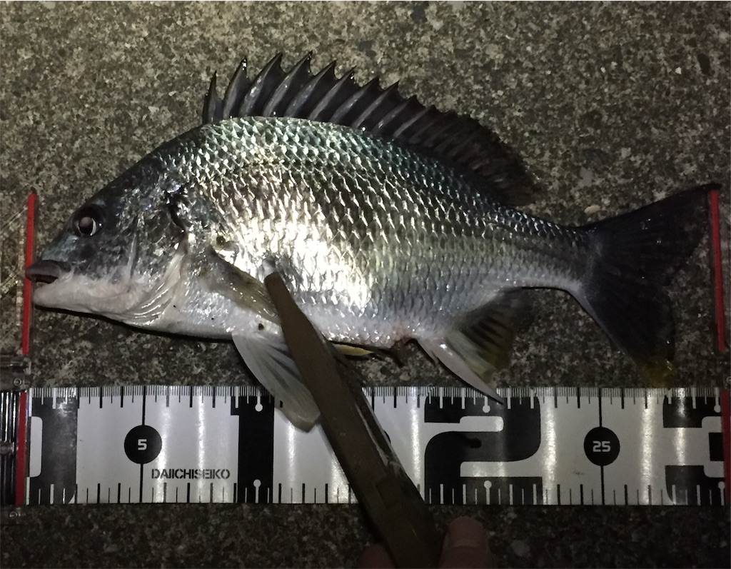 f:id:esojima3:20190424233235j:image