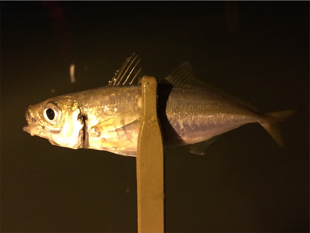 f:id:esojima3:20190521000852j:image