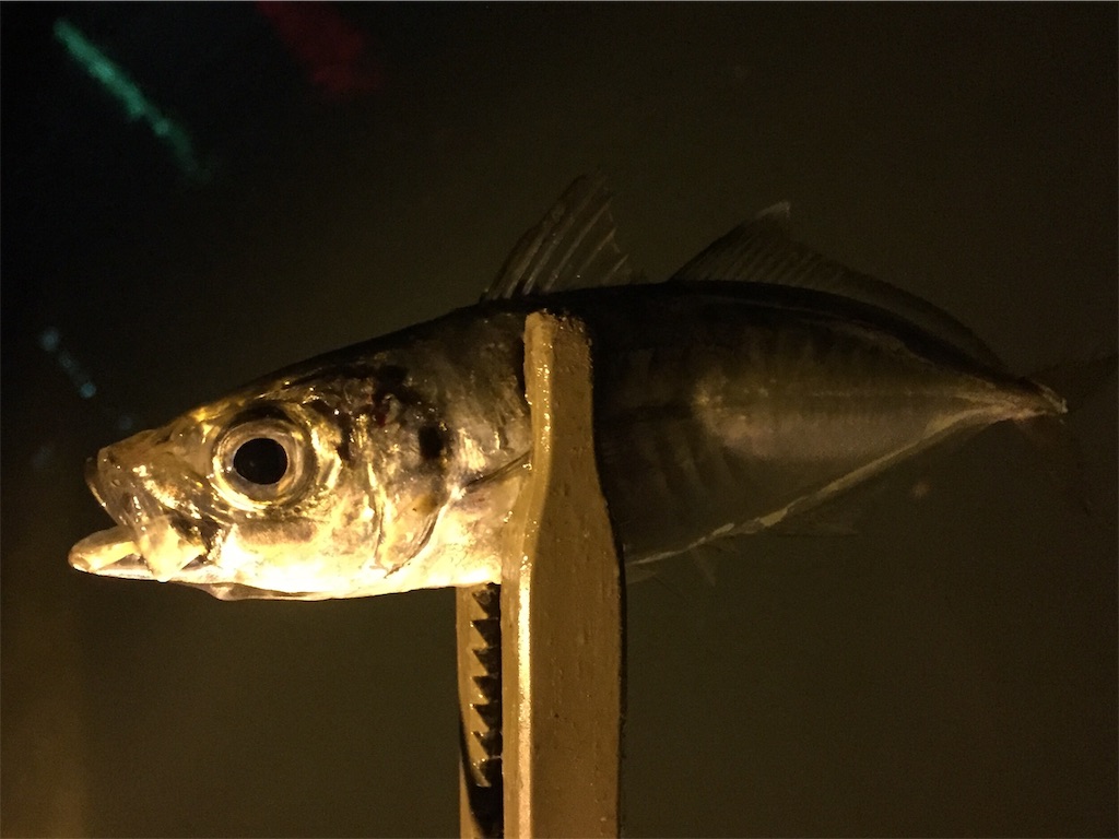 f:id:esojima3:20190521000900j:image