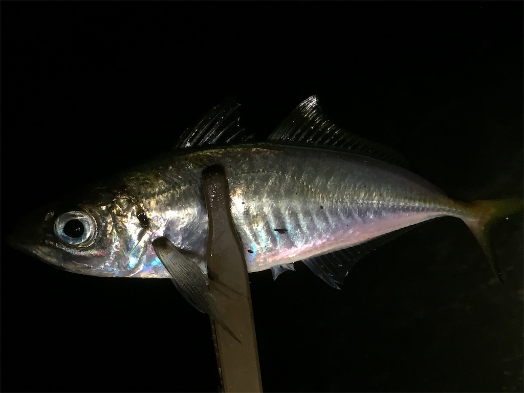 f:id:esojima3:20190601122924j:image