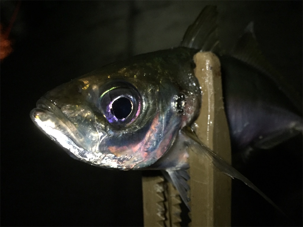 f:id:esojima3:20190601132204j:image f:id:esojima3:20190601132204j:image