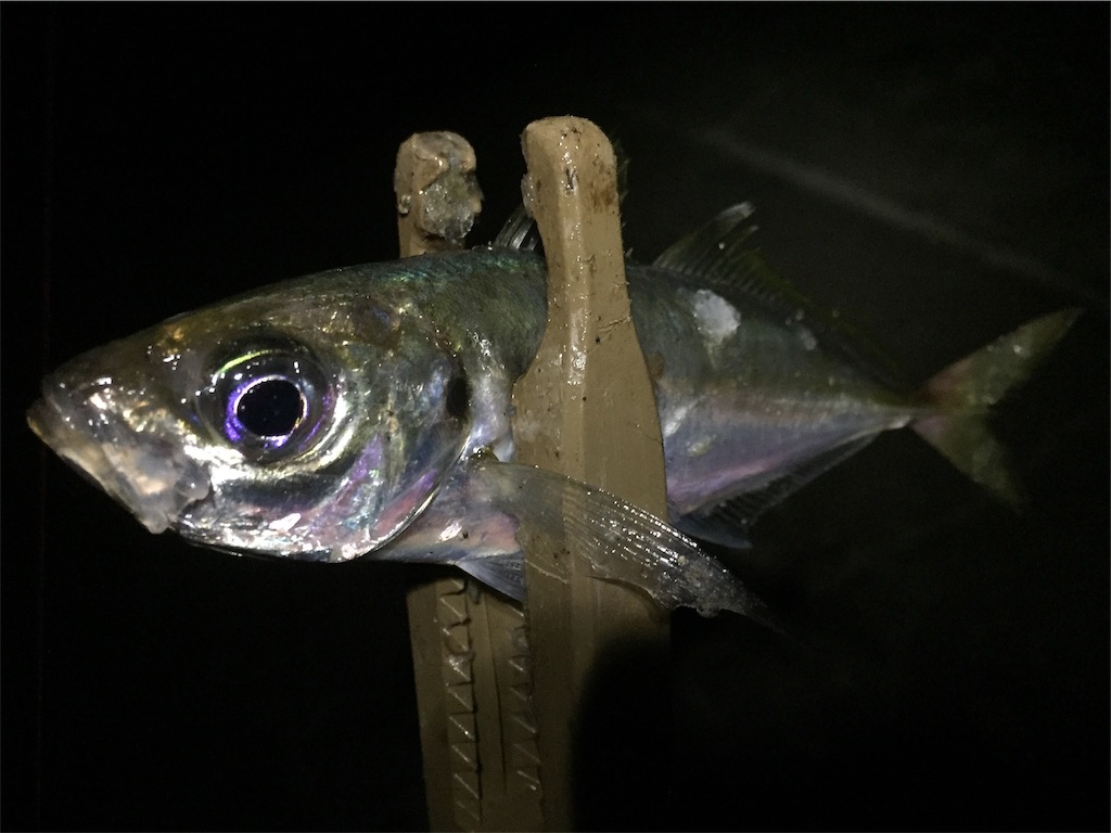 f:id:esojima3:20190602172411j:image