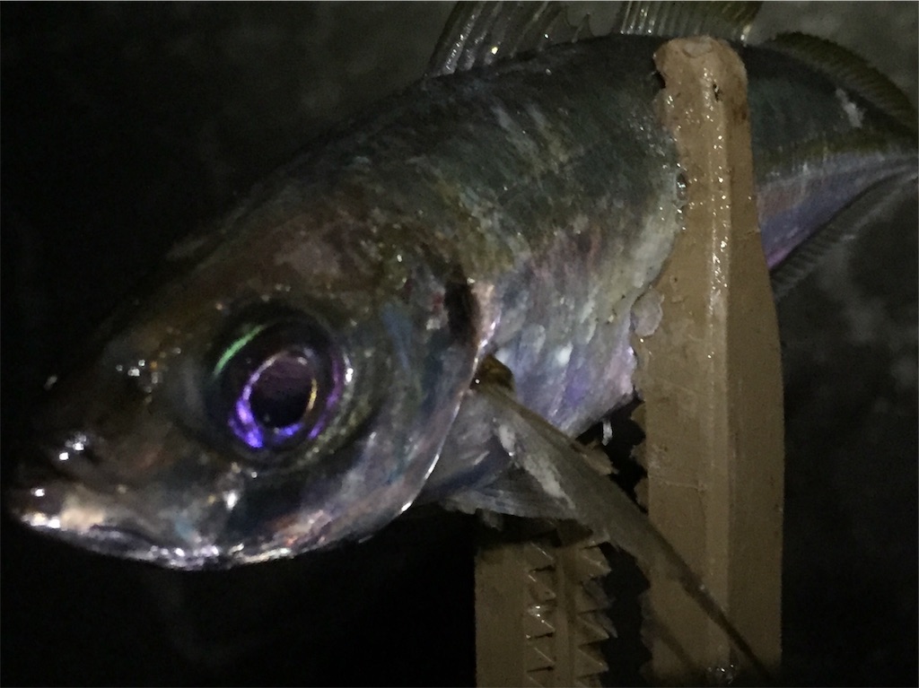 f:id:esojima3:20190602172544j:image