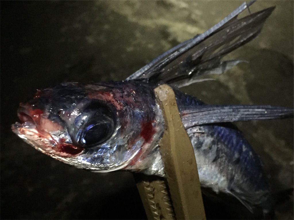 f:id:esojima3:20190609163026j:image f:id:esojima3:20190609163026j:image