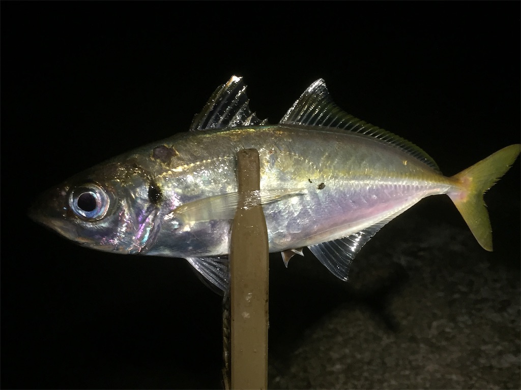 f:id:esojima3:20190612230758j:image