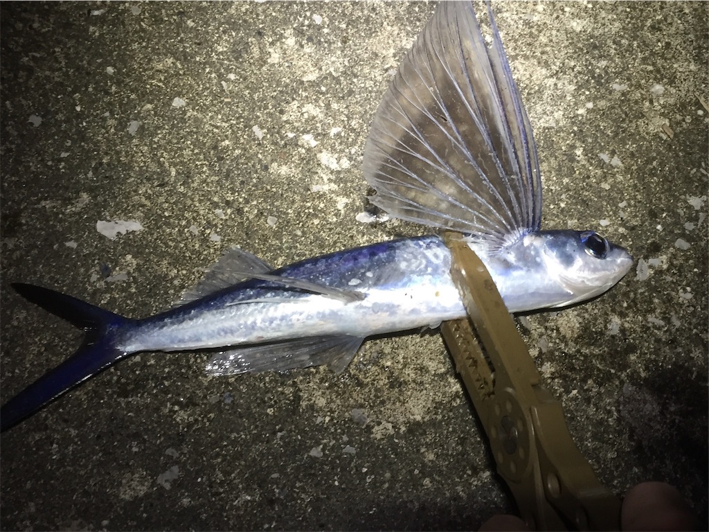 f:id:esojima3:20190612230838j:image