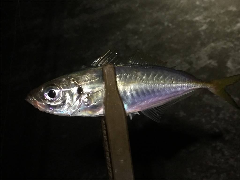 f:id:esojima3:20190614060209j:image