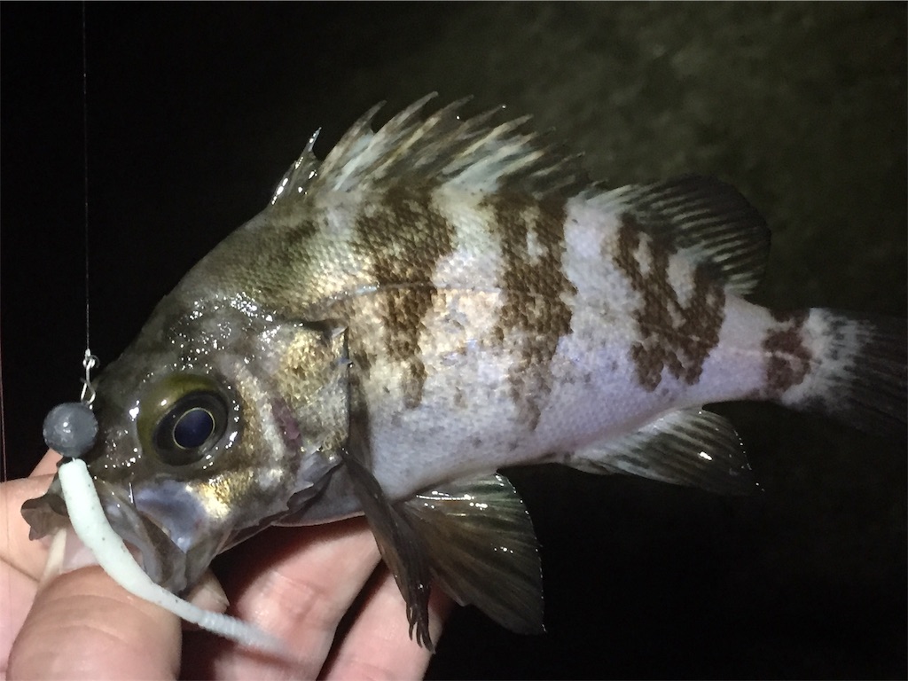 f:id:esojima3:20190616090234j:image