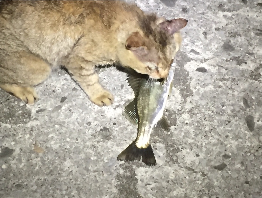 f:id:esojima3:20190621065241j:image