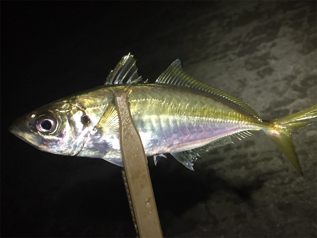 f:id:esojima3:20190626001300j:image