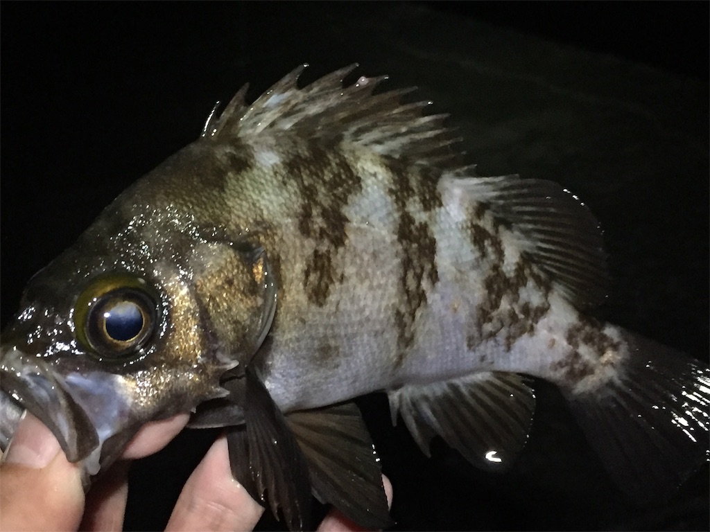 f:id:esojima3:20190626001306j:image