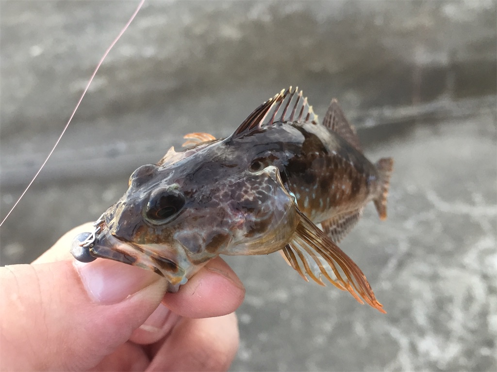 f:id:esojima3:20190627224510j:image