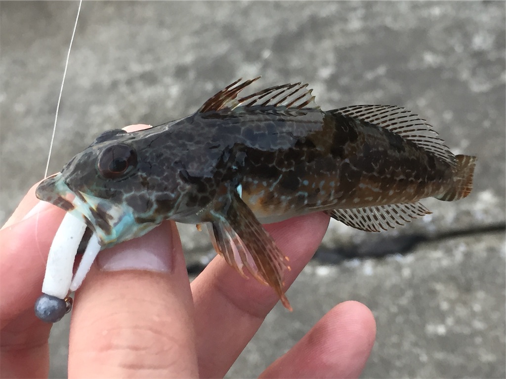 f:id:esojima3:20190627224517j:image