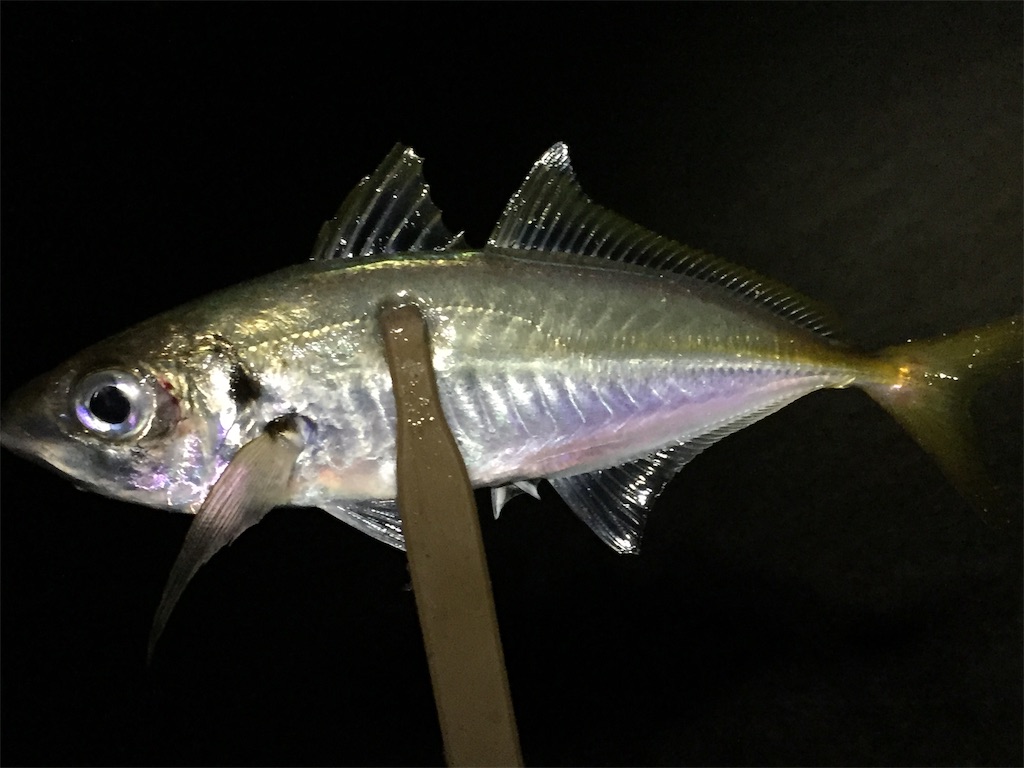 f:id:esojima3:20190703055952j:image