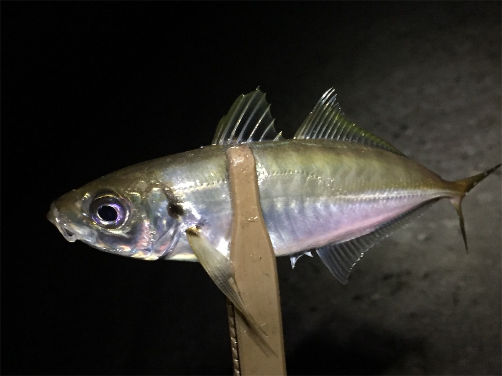 f:id:esojima3:20190704225931j:image