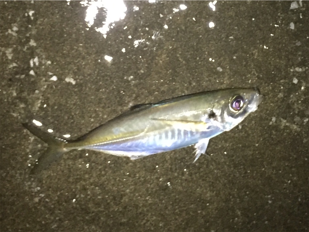 f:id:esojima3:20190707003112j:image