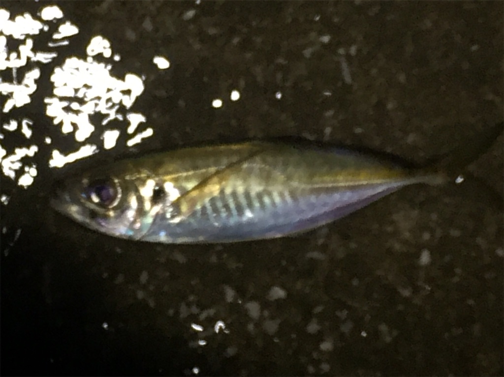 f:id:esojima3:20190707003119j:image