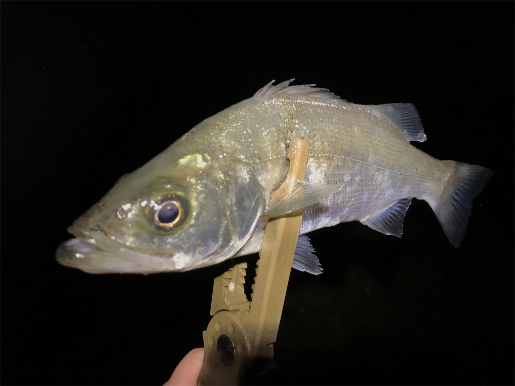 f:id:esojima3:20190721073744j:image f:id:esojima3:20190721073744j:image