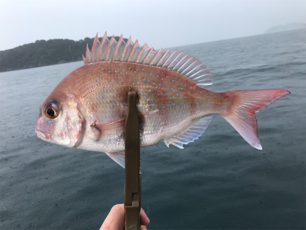 f:id:esojima3:20190723085250j:image