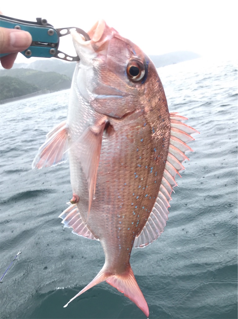 f:id:esojima3:20190723085645j:image