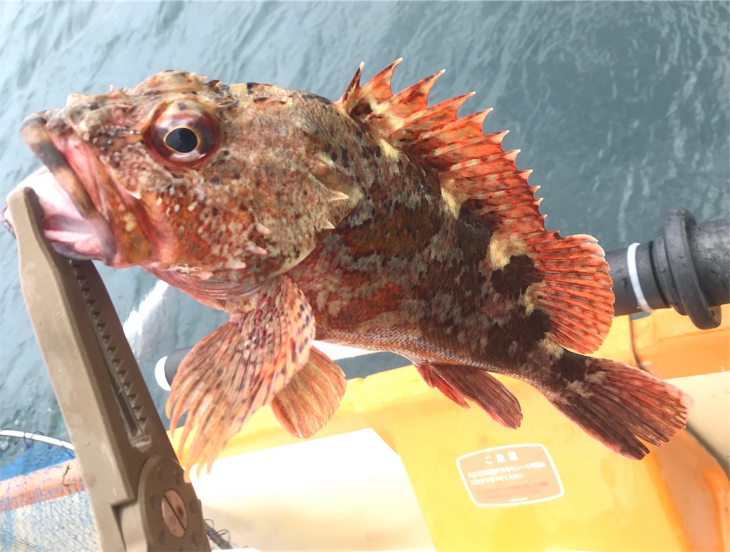 f:id:esojima3:20190723085827j:image