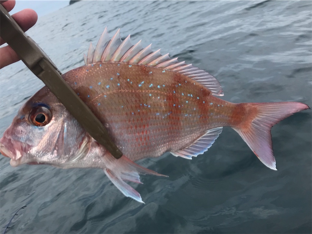 f:id:esojima3:20190723090006j:image