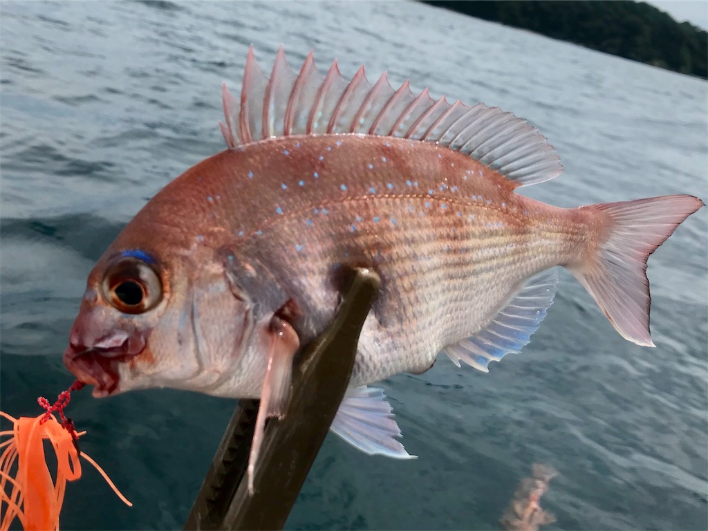 f:id:esojima3:20190723090928j:image