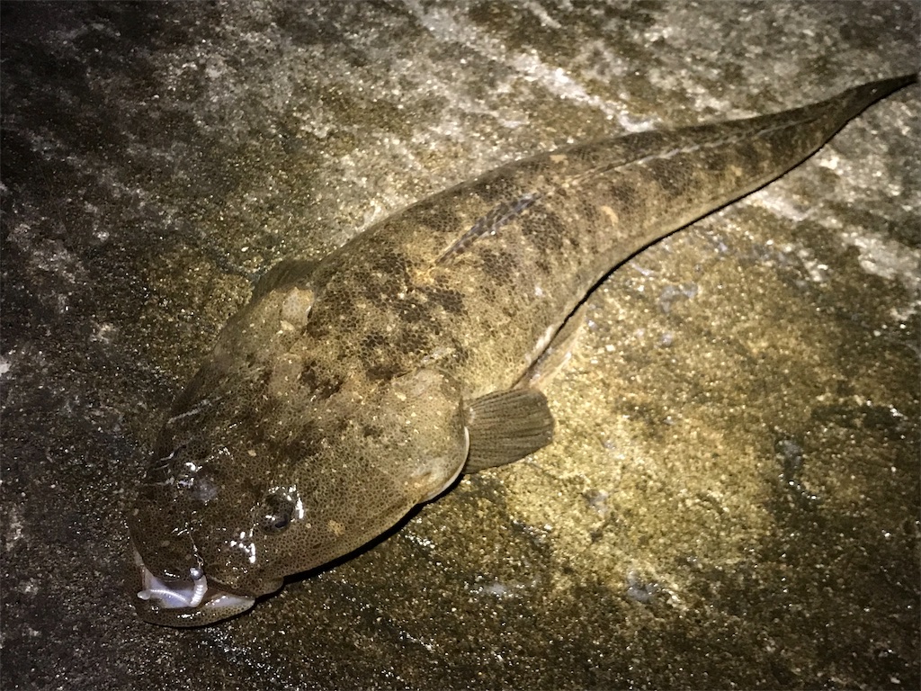 f:id:esojima3:20190726082333j:image