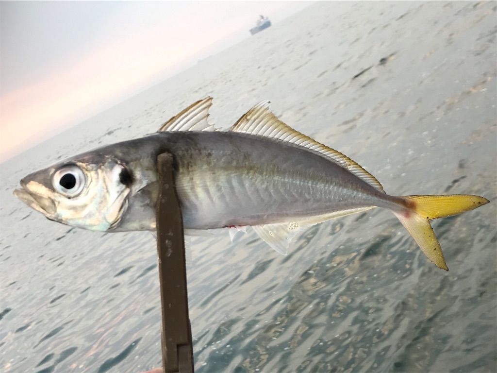 f:id:esojima3:20190728111929j:image