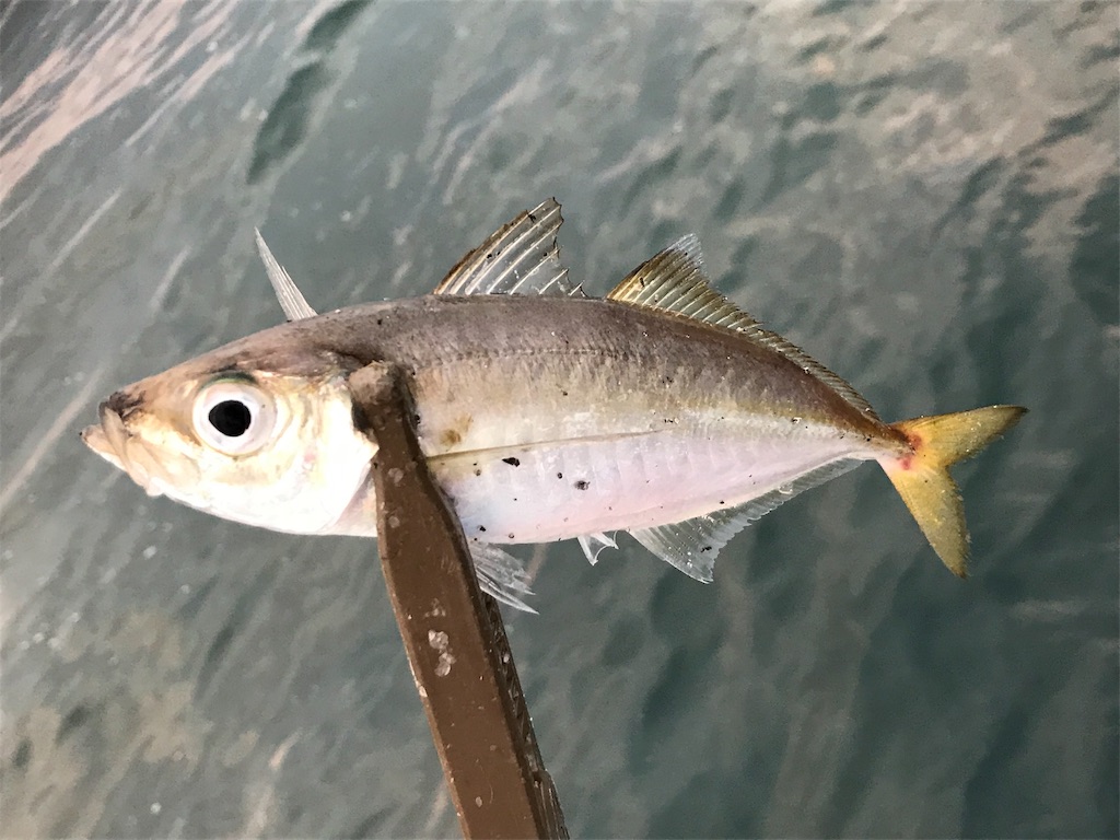 f:id:esojima3:20190728113248j:image