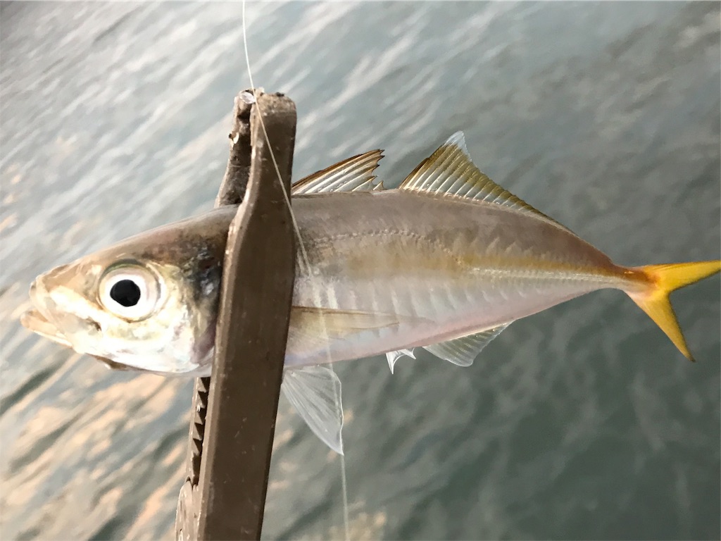 f:id:esojima3:20190728113300j:image