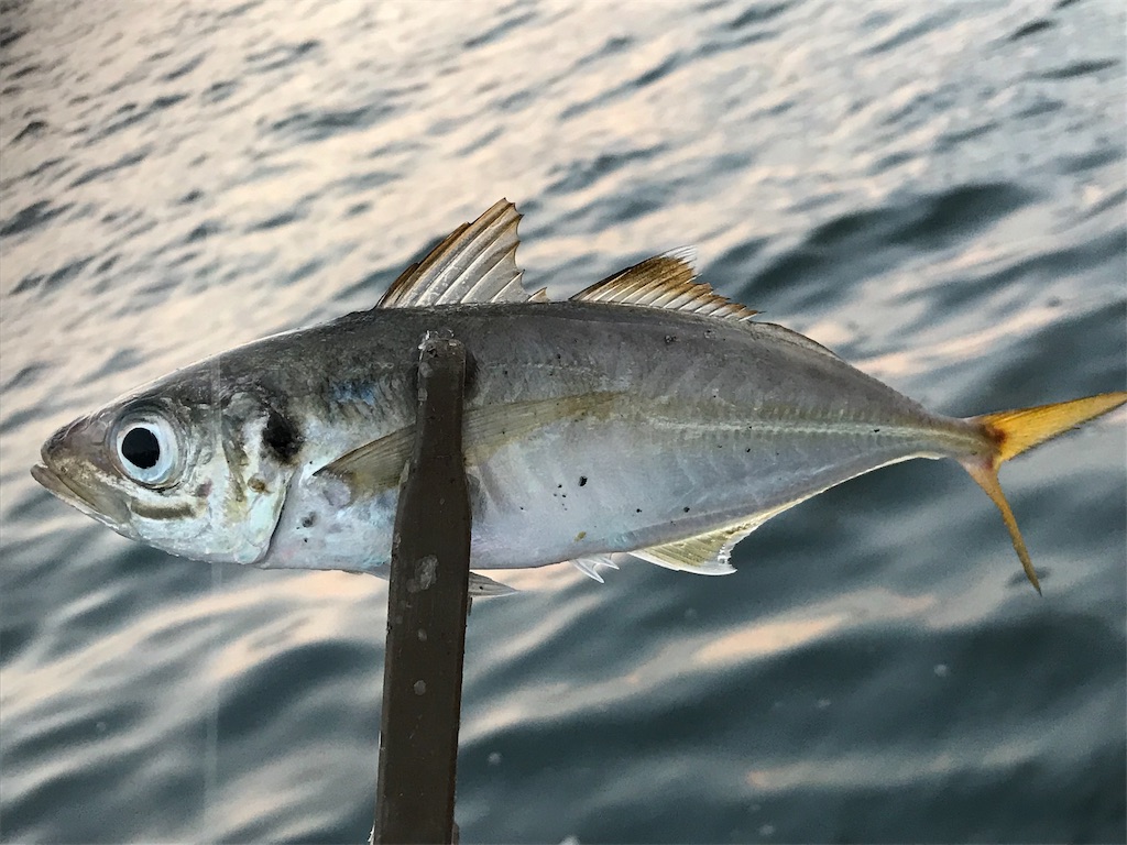 f:id:esojima3:20190730223001j:image