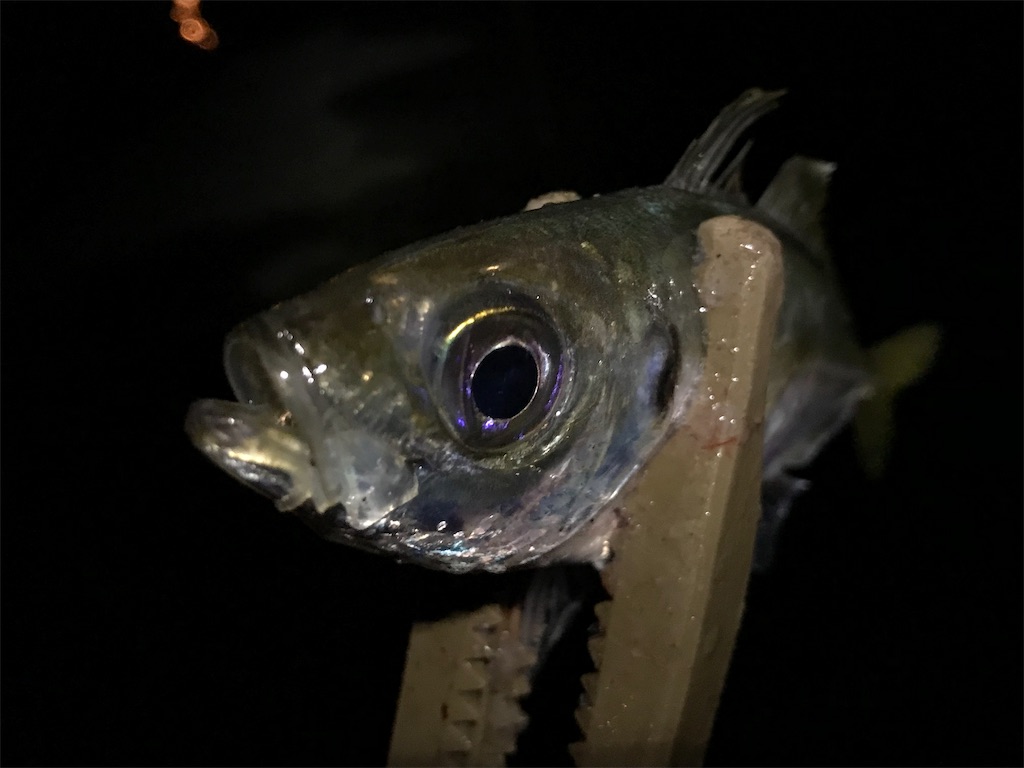 f:id:esojima3:20190801234754j:image