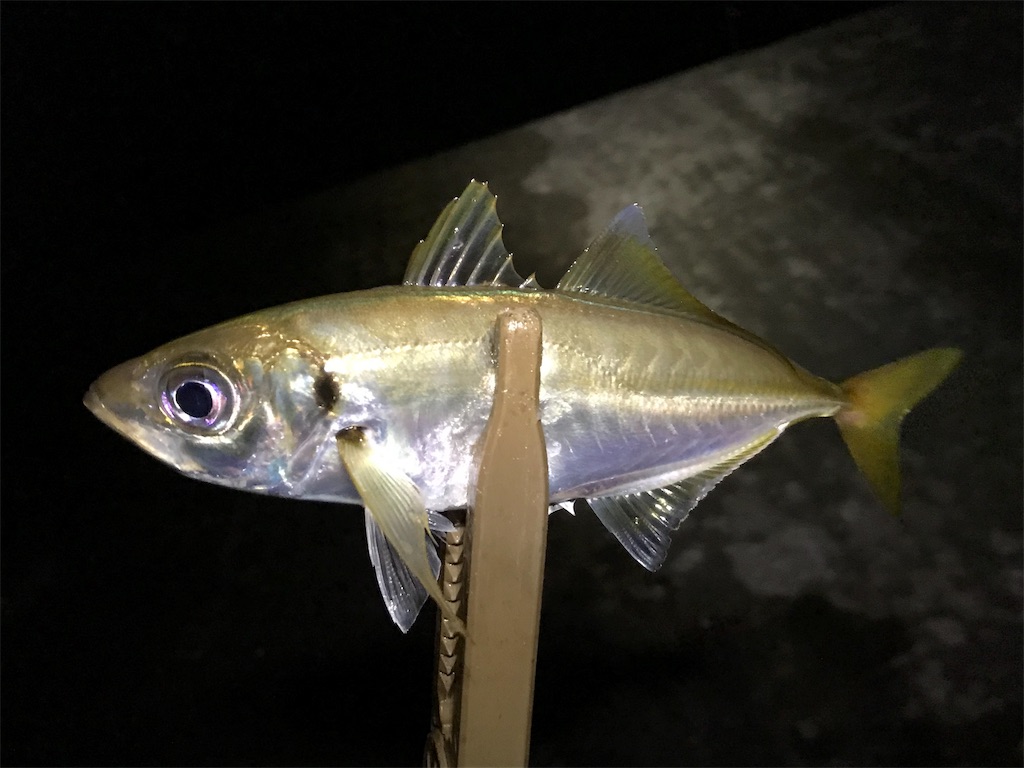 f:id:esojima3:20190803081424j:image