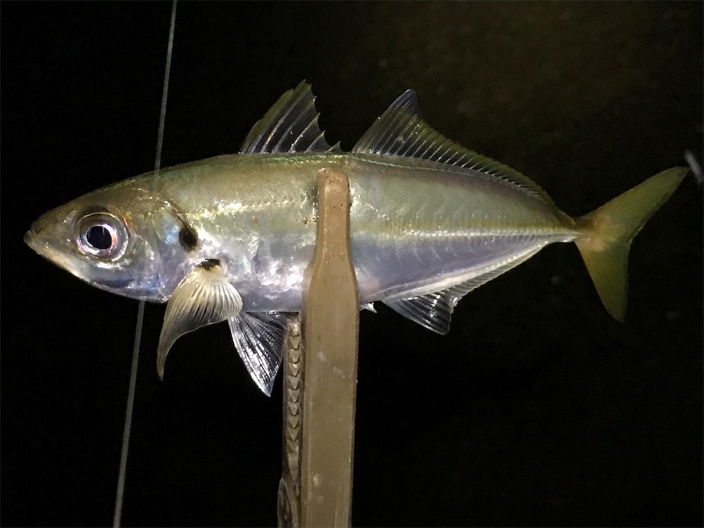 f:id:esojima3:20190803081747j:image
