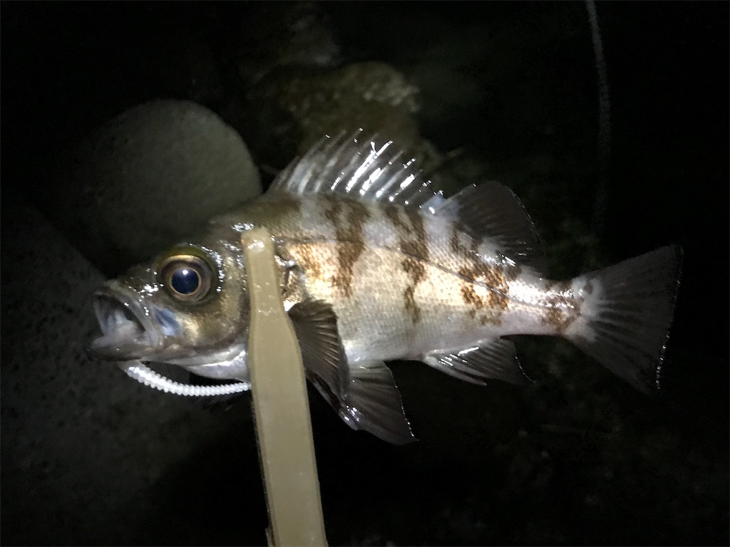 f:id:esojima3:20190804094100j:image f:id:esojima3:20190804094100j:image