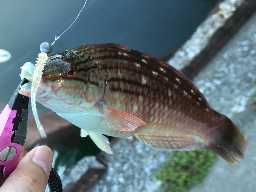 f:id:esojima3:20190804174205j:image