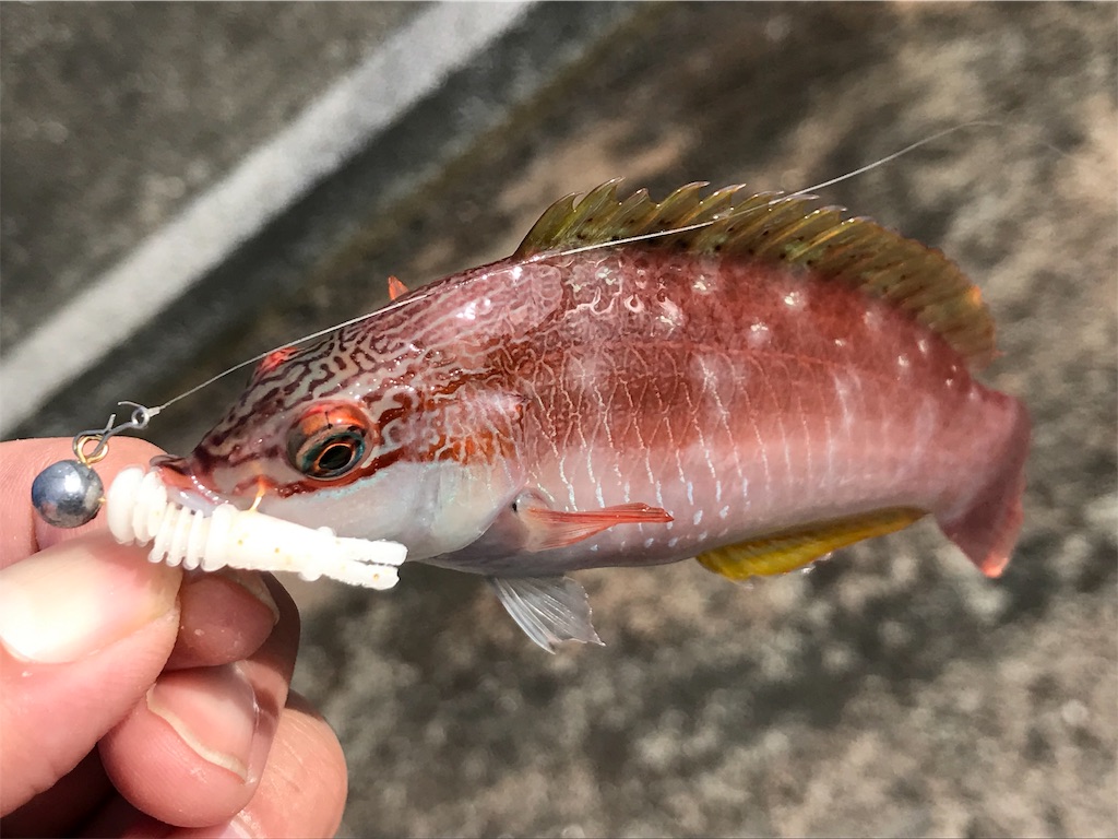 f:id:esojima3:20190811175504j:image