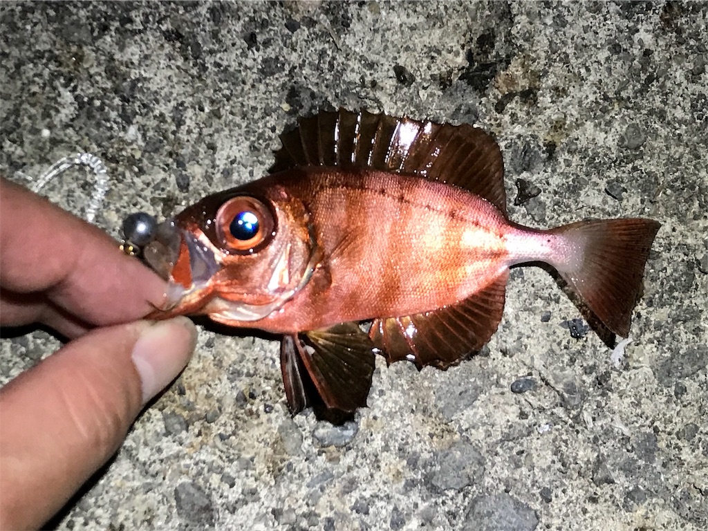 f:id:esojima3:20190811224416j:image