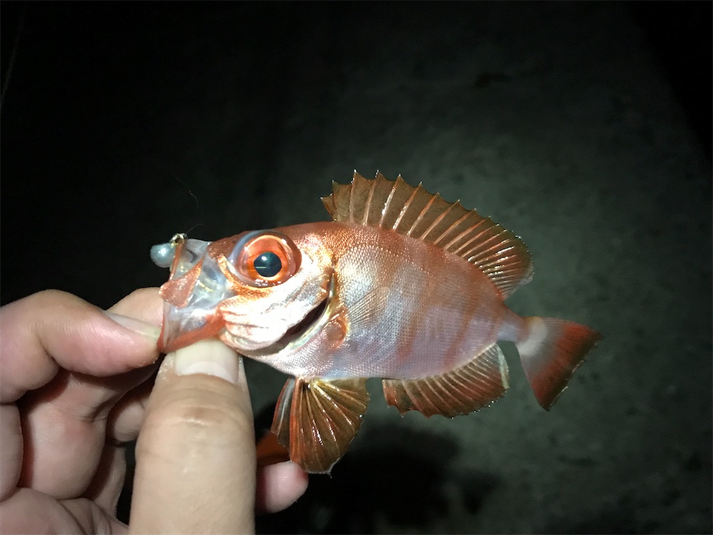 f:id:esojima3:20190811224421j:image
