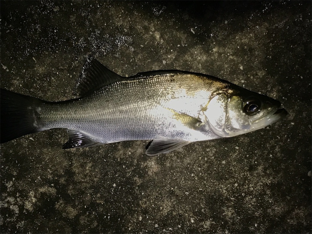 f:id:esojima3:20190816083835j:image