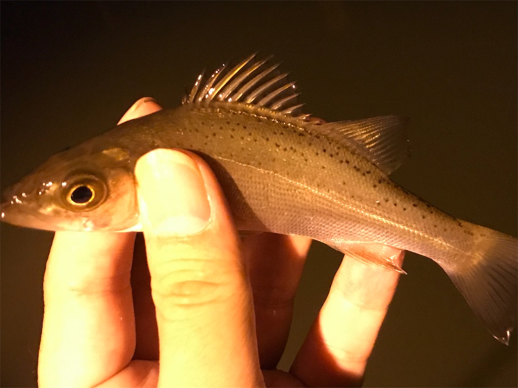 f:id:esojima3:20190816083903j:image