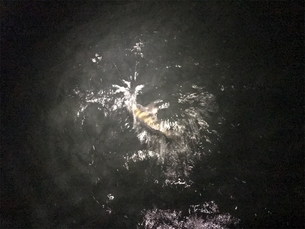 f:id:esojima3:20190821225142j:image